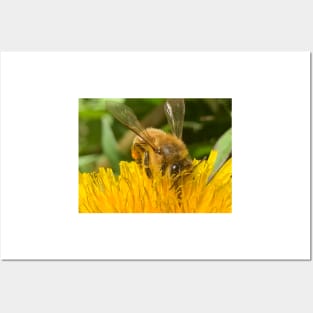 Bee In a Dandelion Posters and Art